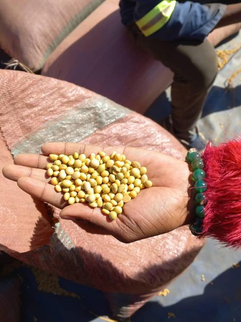 Non GMO Soybeans from Dependable Supplier High protein yellow soybean soya beans / Non gmo Soybeans WHATSAP +255787979235 - Image 3