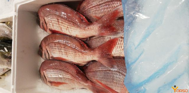 Premium Quality Frozen Pargo Fish available now Order online and enjoy fast delivery for top taste and freshness - Image 3