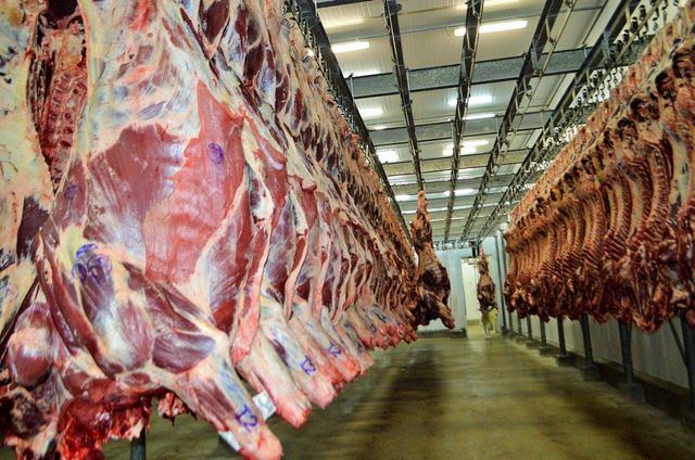 Frozen Meat / Beef Offals / Buffalo Meat, HALAL FROZEN BONELESS CARCASS BEEF SHEEP LAMB MUTTON MEAT FOR EXPORT - Image 5