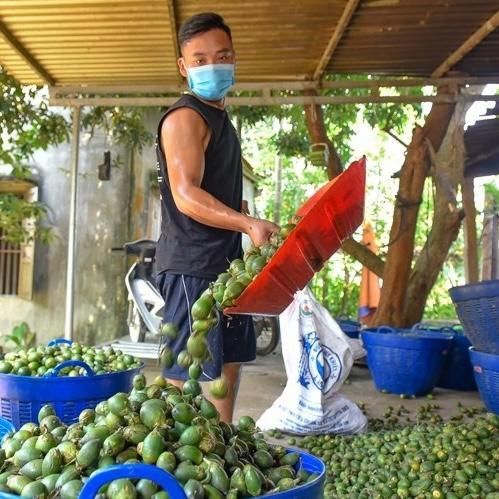 High Quality Fresh Betel Nuts from Vietnam Premium Areca Nut CHEAPEST Price with Free Tax - Image 3