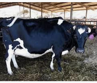 Pregnant Holstein Heifers cow.Cheap Pregnant Holstein Heifers Cow/ Healthy Cattle At Affordable Prices.Holstein Friesian Livestock - Image 3