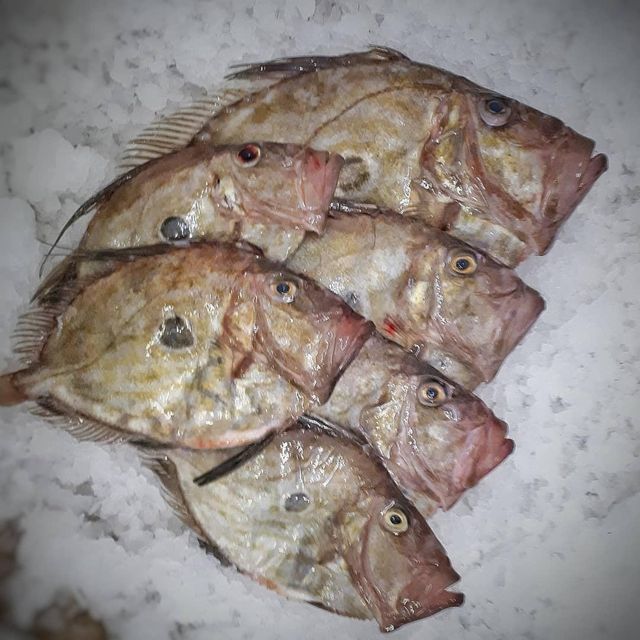 Premium Frozen Plaice Fish Whole and Fillet IQF Flatfish for Wholesale Retail and Export - Image 4