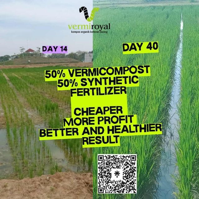 vermicompost organic fertilizer (100% worm casting) - Image 5