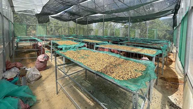 High quality roasted Robusta coffee 100% French roasted Robusta coffee Processing Vietnamese honey method New crop 2023-2024 - Image 5