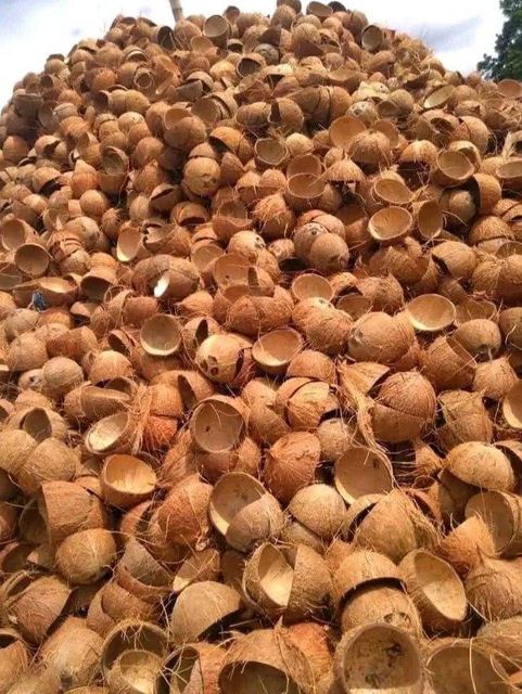 Coconut Shell - Image 5