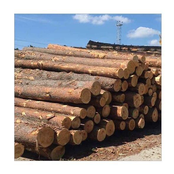 Pine, Hardwood timber, Teak wood / Pine wood logs, oak wood logs for supply at cheap price - Image 4