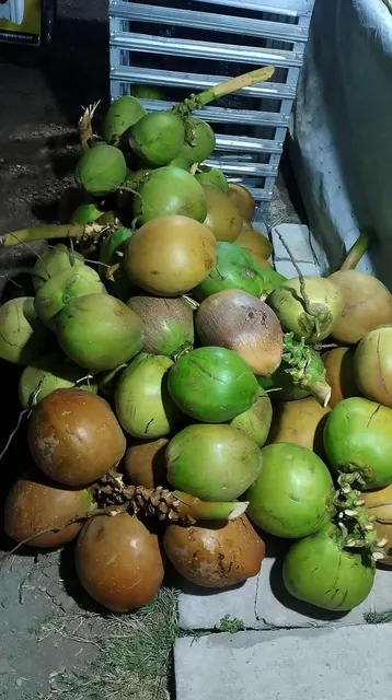 Green Young Coconut from Indonesia - Fresh Fruit - Fresh Coconut - Incoterm : FOB - Image 3