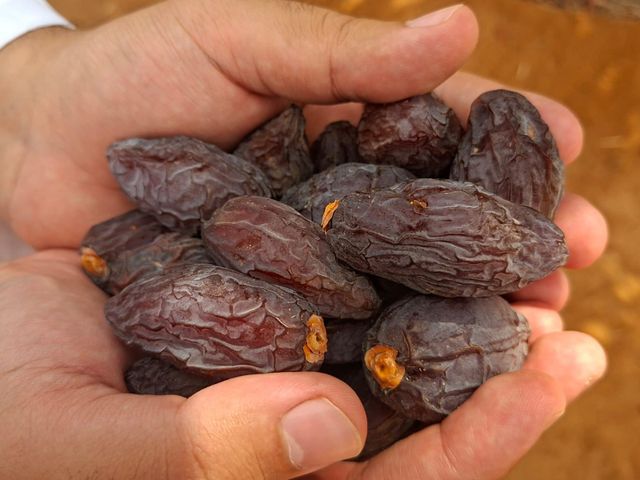 Medjool dates high quality – product photo 4, product detail gallery