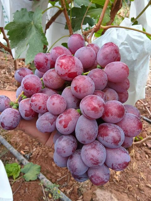 FRESH SWEET GLOBE SEEDLESS GRAPES FOR SALE!! CLASS 1 EXPORT QUALITY SWEET GLOBE SEEDLESS GRAPES FOR EXPORT – product photo 4, product detail gallery