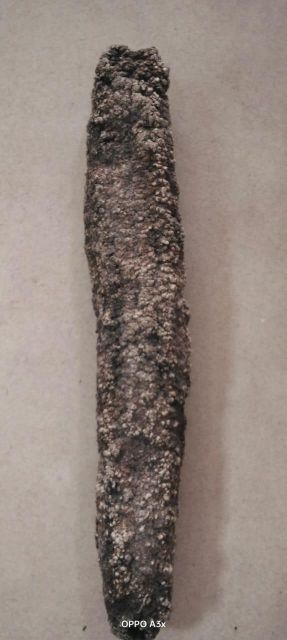 Dried Sea cucumbers - Image 14