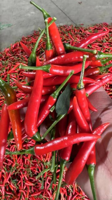 Natural Red Fresh Chili Pepper Carefully Packed With Vibrant Color And Intense Heat For Fresh Market Supply - Image 3