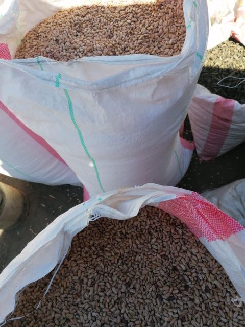 NON-GMO Red Speckled Sugar Beans For Sale Flavor Nutty Color Red Speckled Bean Type Nacional Size 200-220pcs/100g Foreign Matter 1%%max - Image 4