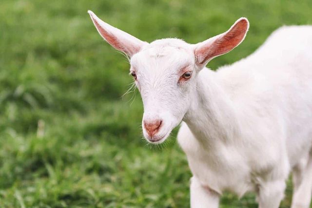 Natural Live Milking Saanen Goats Well Fed Healthy Dairy Breed Offering Consistent Milk Production Buy Today - Image 5