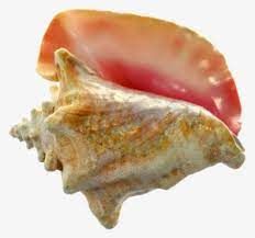 Frozen Conch seafood / abalone +27739729209 Grade A Shape Piece Style FROZEN Content Conch Brand Name KBS Manufacturer - Image 5