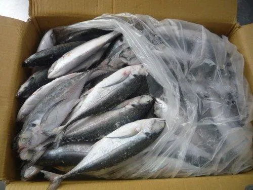 Frozen Mackerel Fish - Image 1