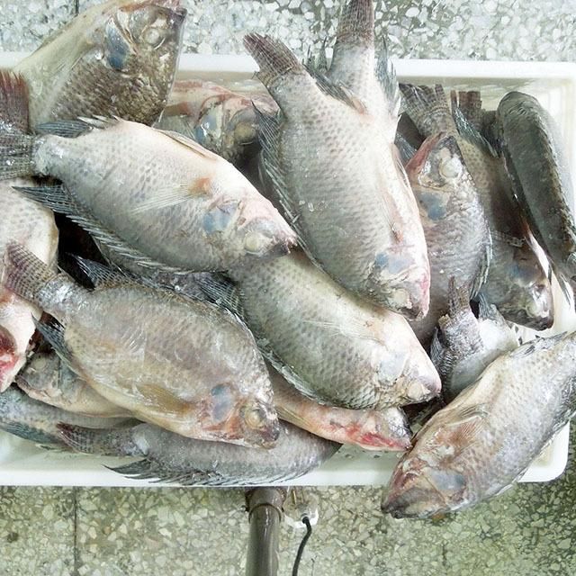 Frozen Shrimp Prawn and Tilapia Fillets - Image 4
