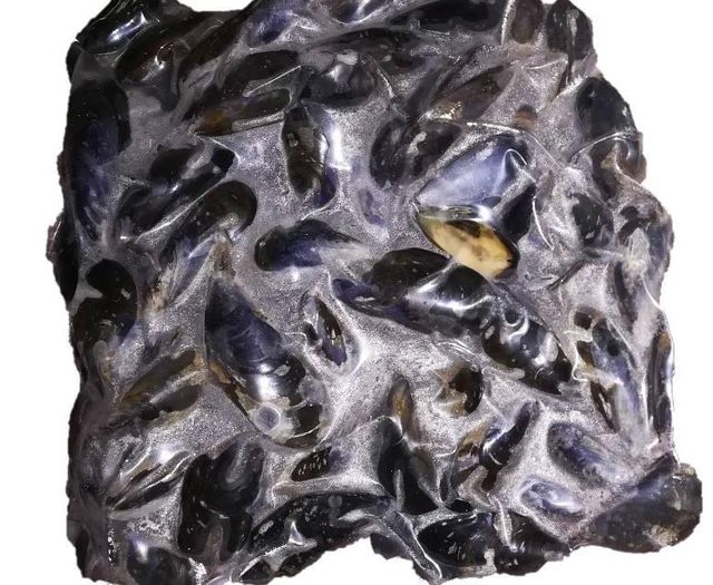 Frozen Mussel Meat Export Ready Seafood Product For Bulk Trade Volume Featuring Clean Preparation And Natural Freshness - Image 3
