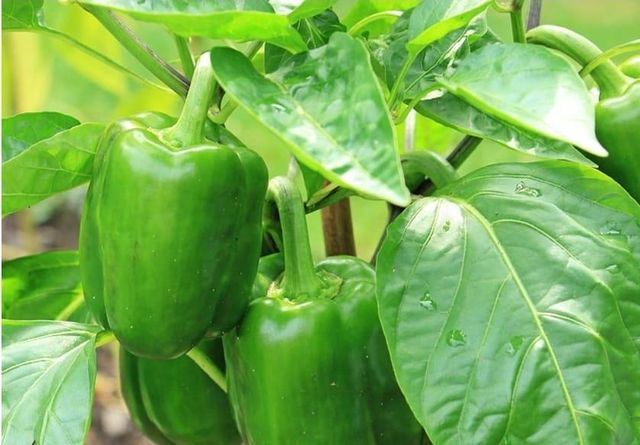 Bell Pepper Shape Blocky Color Deep Green Texture Smooth Skin Wall Thickness Thick - Image 1