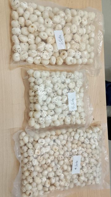 Fox nuts - Image 3