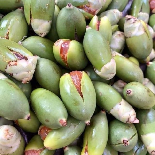 High Quality Fresh Betel Nuts from Vietnam Premium Areca Nut CHEAPEST Price with Free Tax - Image 5