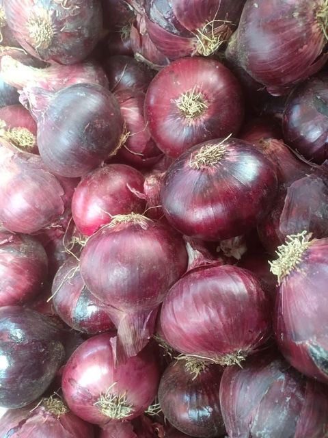 Onion Grade A Size 50:90 Type Red,Yellow Place of Origin Egypt Packaging 20Kg,25Kg,50Kg, jumbo - Image 3