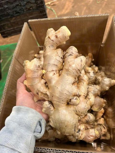 FRESH GINGER - Image 2