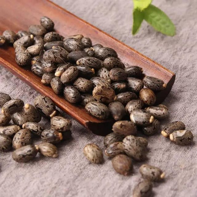 Premium Grade Castor Seeds High Oil Content Industrial & Medicinal Use Bulk Export whatsap +255762500052 - Image 2