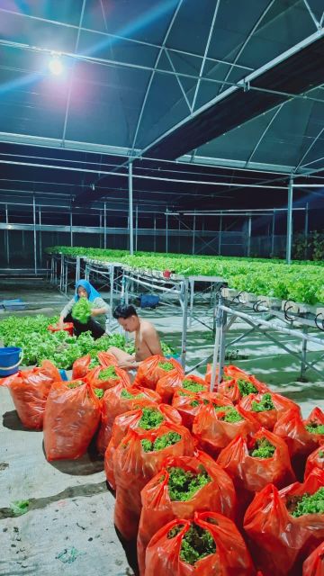 Fresh Hydroponic Green Leaf Lettuce — 100% Pesticide-Free - Image 5