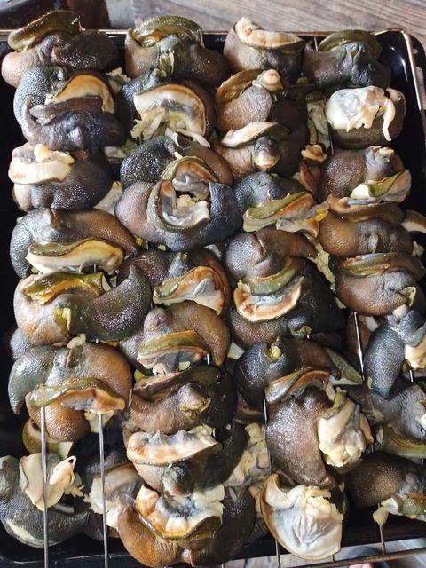 Dried African Giant Land Snail (Archachatina marginata) - Image 3