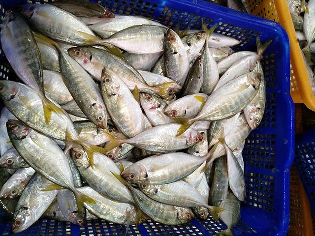 Hot Selling 2023 Frozen Yellowtail Scad Whole Round Competitive Price - Image 5