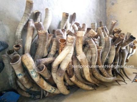 Paired Cow Horns - Image 2