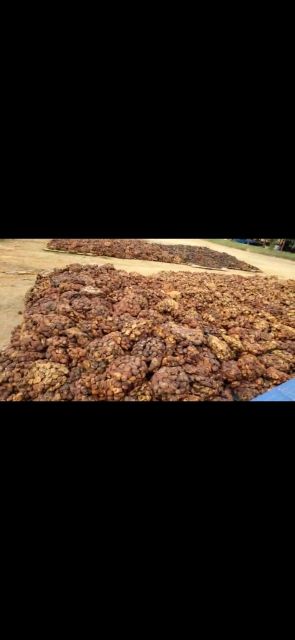 Rubber Cuplumps Form Coagulum Origin GHANA, Other Features Rubber Cuplump Dry Rubber Content 65%–85% Material Type Natural Rubber - Image 3