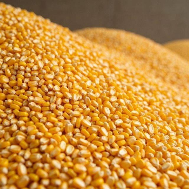 Export Quality Yellow Corn Maize Natural Dry Corn Kernels for Poultry Feed Livestock Feed and Food Industry - Image 4