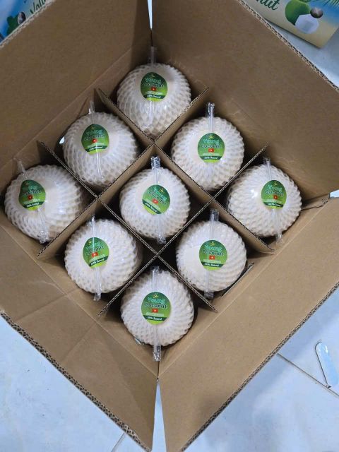 Fresh Young Coconut - Image 4