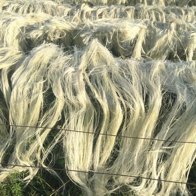 Premium Natural Sisal Fiber Export Supply With UG Grade Sisal Fibre For Industrial Rope Textile - Image 2