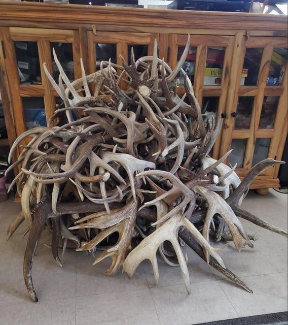 Authentic Naturally Shed Red Deer Antler Horn Long Lasting Pet Chew Buy Today With Trusted Quality And Great Value - Image 3
