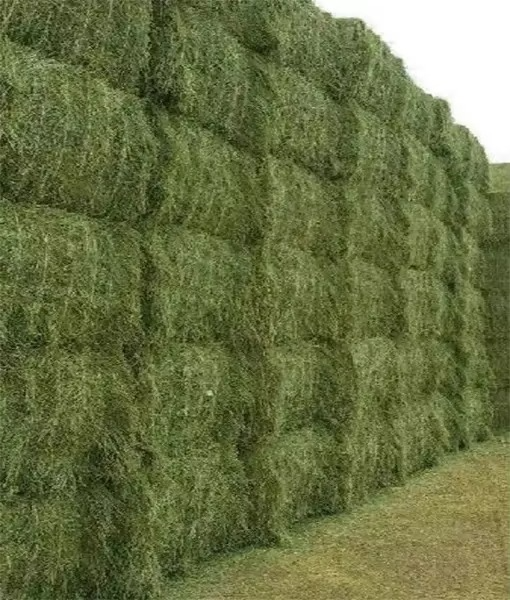 Premium Quality Fresh Alfalfa Hay Available For Sale Alfalfa Hay Packed And Delivered Safely In Bulk Quantities - Image 2