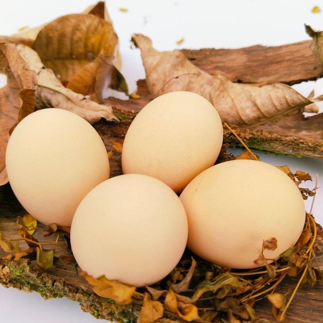 Table Eggs Hygienically Collected From Healthy Hens Premium Table Eggs Ideal For Wholesale Buyers - Image 5