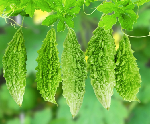 Bitter Gourd - Image 5