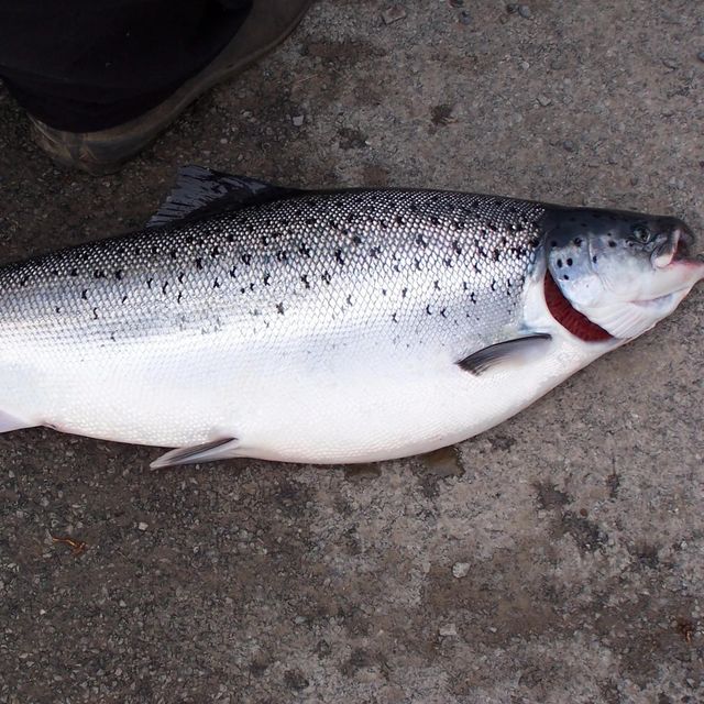 Fresh Salmon Fillet Carefully Selected Ocean Harvest For Seafood Importers Food Service And Retail Demand - Image 4