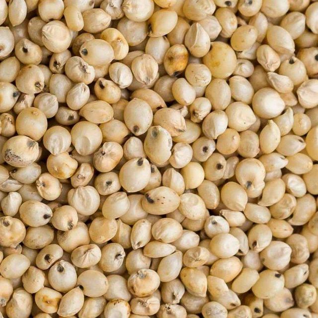 Premium Quality Sorghum Grains Bulk Supply Clean Natural Sorghum Harvest For Global Feed Industry And Agricultural Trading Demand - Image 4
