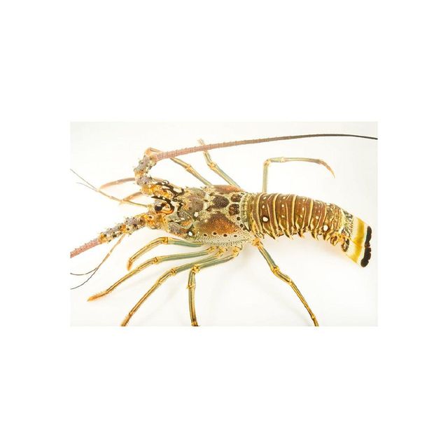 Frozen smooth tail lobster with firm meat for global buyers - Image 5