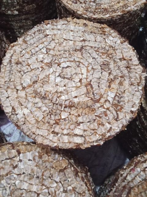 Tamarind - Image 4