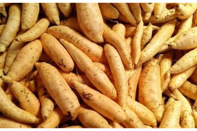Cassava - Image 3