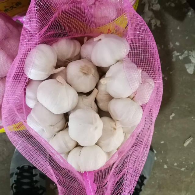 China High Quality Garlic for Wholesale - Image 4