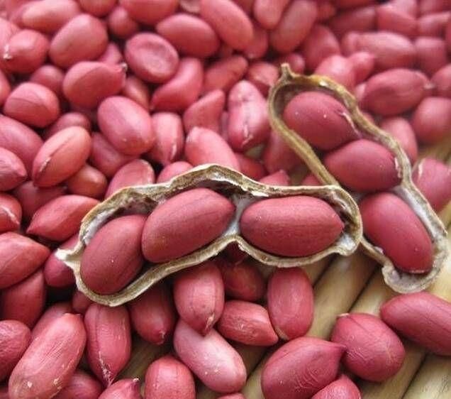 PEANUTS KERNEL - Image 2