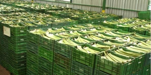 Organic aloe vera pulp - Image 3