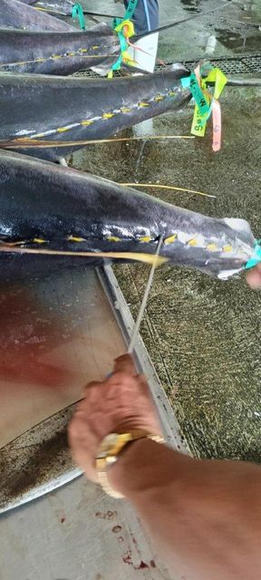 Fresh Chilled Yellowfin Tuna (Headless and Gutted) Grade Export Grade Certification BFAR, HACCP Place of Origin - Image 7