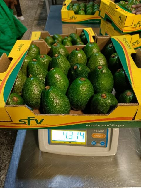 FRESH AVOCADO FOR SELL - Image 1