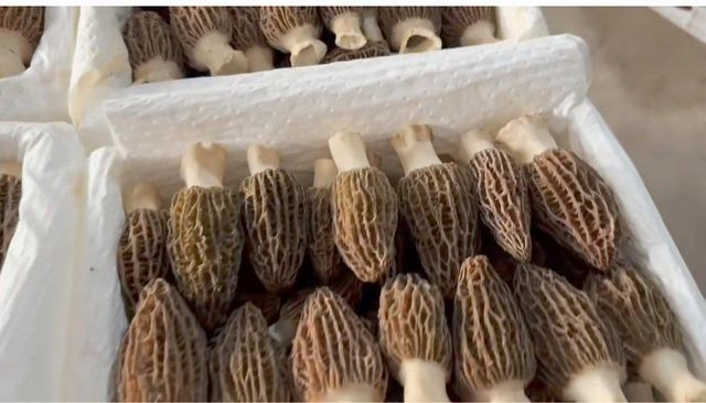Dried morels Grade A Origin China Texture Plump Shape Complete Place of Origin china Moisture Content Around 8%% Cultivation Type Cultivated - Image 2
